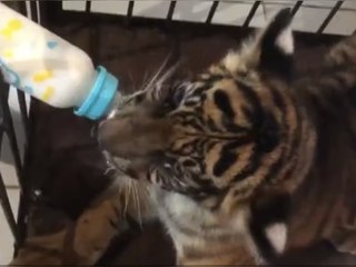 Seltenes Sumatra-Tigerbaby in indonesischem Zoo geboren