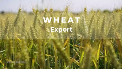 The Biggest Wheat-Producing Country and the Top Wheat Exporter in the World