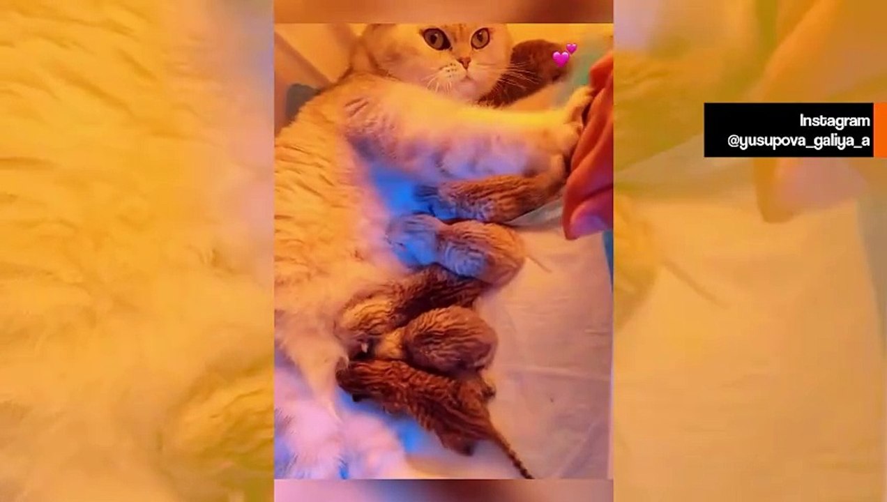 Suloinen video näyttää emokissojen huolehtivan pennuistaan