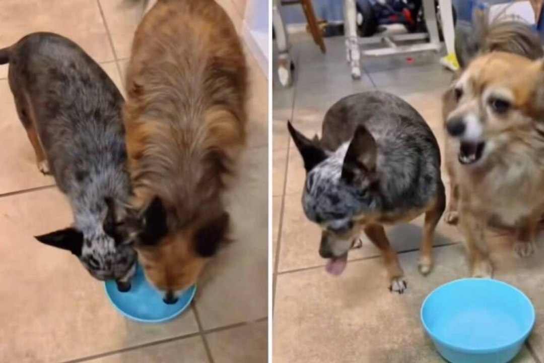 Hilarisch filmpje: wist je dat honden bruisend mineraalwater haten?