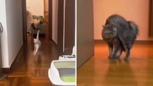 Vidéo drôle : les chats surprennent avec des manières de marcher insolites