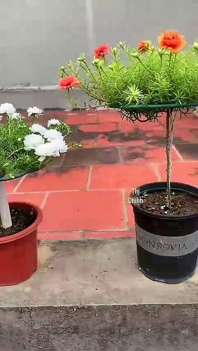 How We made Flower Plant Like This(1080P_HD)