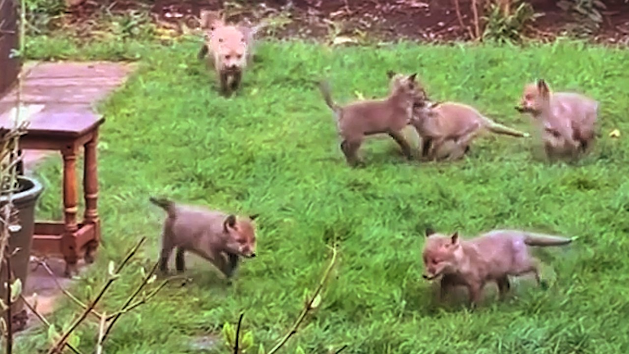 Der Garten einer Frau ist zum Zuhause für niedliche Fuchswelpen geworden