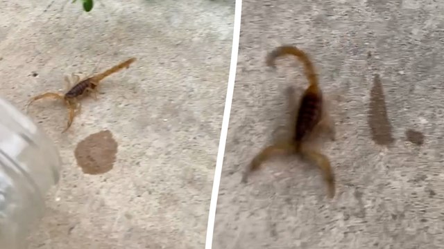 Amerikas giftigster Skorpion landet in der Dusche auf der Schulter einer Frau