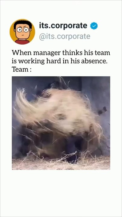 funny videos