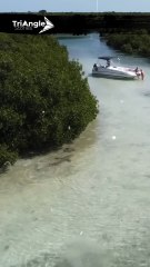 Deadly Encounter: Shark Hunts Stingray | Triangle Stories