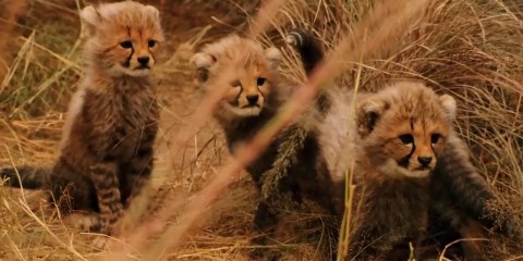 A Boy, finds a Cheetah 🐆 cub on the road and convinces his father to bring it home.