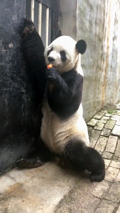 The daily life of pandas 🐼(59)   #Panda #Lovely