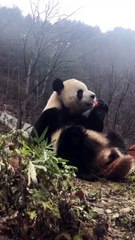 The daily life of pandas 🐼(60)   #Panda #Lovely
