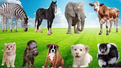 Amazing Farm Animals Sounds: Dogs, Pigs, Cows, Cats, Horses, Ducks, Sheep, Rabbits, Elephants, Deer