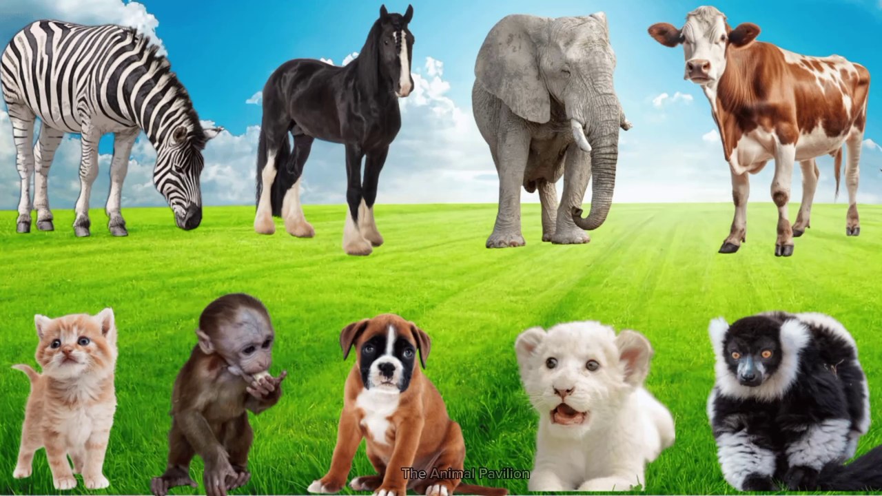 Amazing Farm Animals Sounds: Dogs, Pigs, Cows, Cats, Horses, Ducks, Sheep, Rabbits, Elephants, Deer