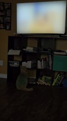 Cat Eagerly Watches Cat Video Playing on TV