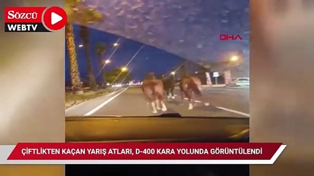 Çiftlikten kaçan yarış atları, D-400 kara yolunda görüntülendi