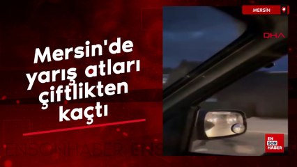 Mersin'de yarış atları çiftlikten kaçtı