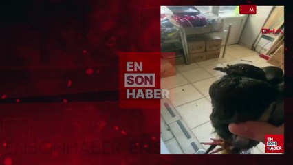 Mardin'de gagası ve ayakları bağlı halde bulunan kuşu kurtadılar