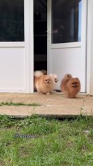 When you say Lets go outside! and expect order but in reality a four-l_20250430_215527
