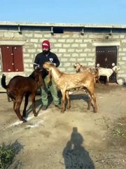 Two Impressive Breeder Goats for Sale in Islamabad