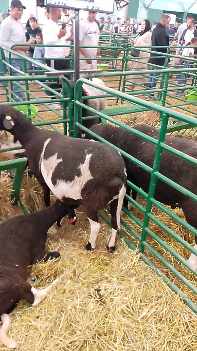 salon international d'agriculture Au Maroc Meknès