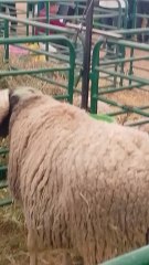 الإنتاج الحيواني بالمعرض الدولي للفلاحة بمكناس