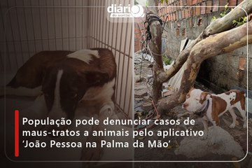 População pode denunciar casos de maus-tratos a animais pelo aplicativo ‘João Pessoa na Palma da Mão’