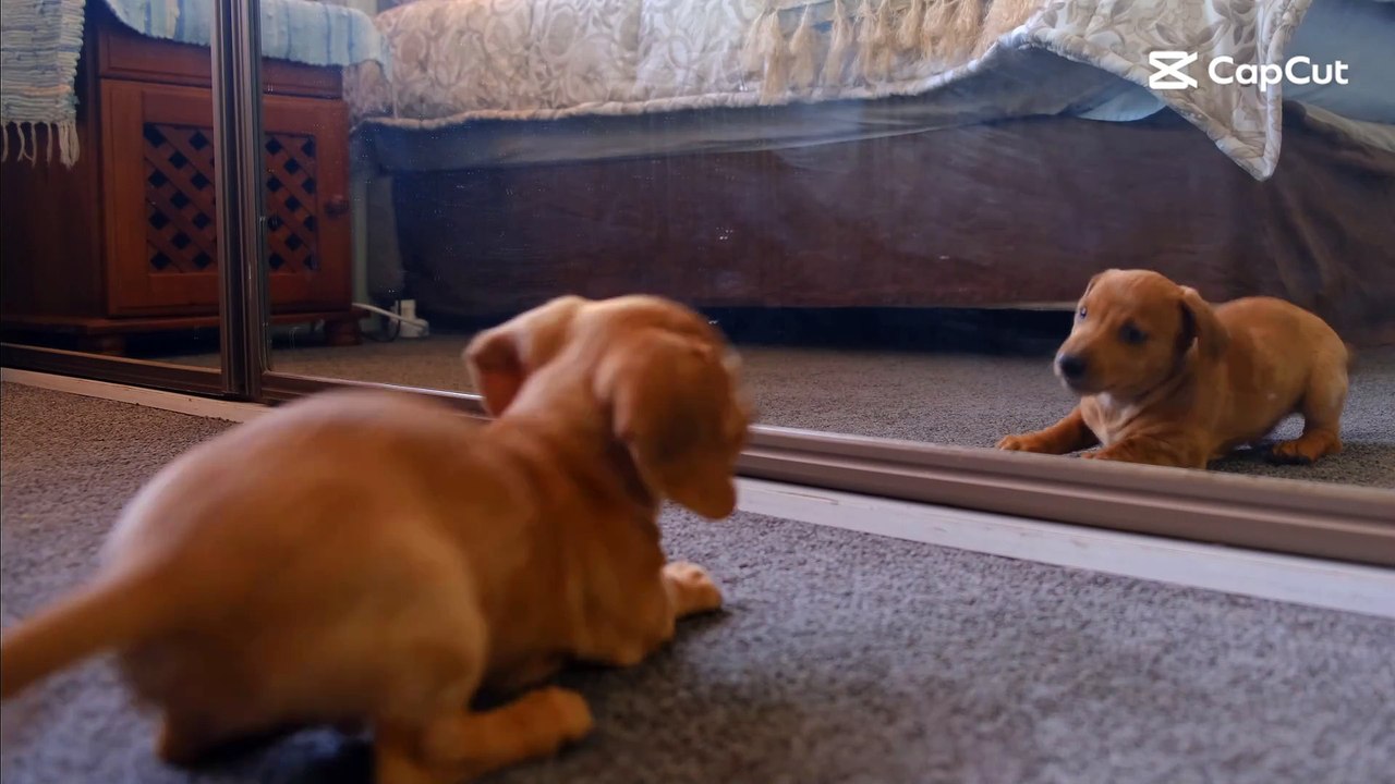 dog Playing front the mirror