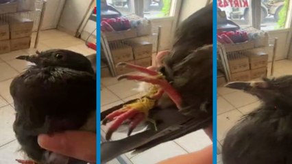 Mardin’de, gagası ve ayakları bağlı halde bulunan kuşu çevredekiler kurtardı