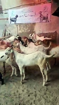 03094179620 Bakry Qurbani / Lahore/ Makhi Cheny/Rajanpuri/Beetal/Khassi #goat #beetalgoat #whitegoat