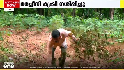 കൊല്ലത്ത് മരച്ചീനി കൃഷി നശിപ്പിച്ചു