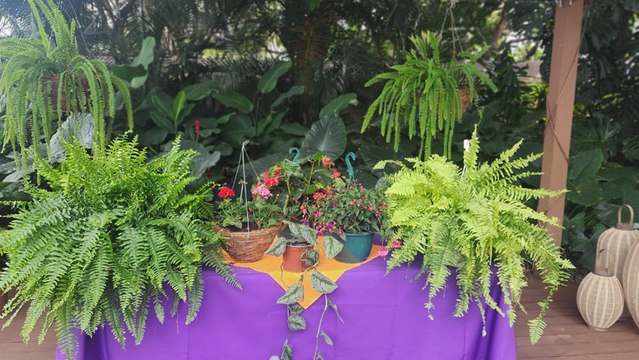 bd-renueve-sus-espacios-con-plantas-colgantes-010525