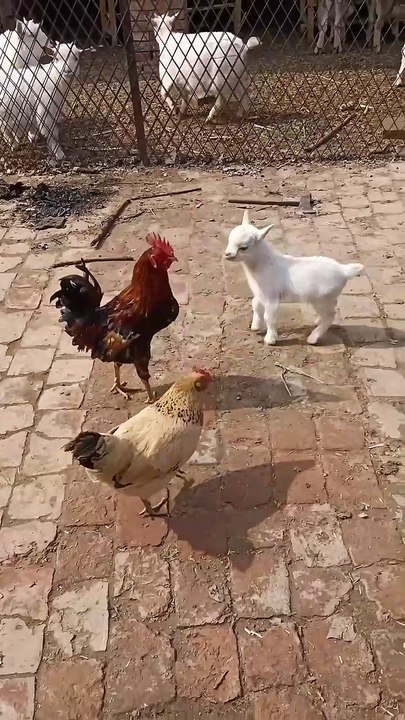 🐔hen Funny video