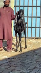 Beautiful Amartasri Beetal Long Height and Length Capacity of 3 Kids