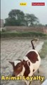 Human-Animal bond | Animal Loyalty | #foryou #cow #friends