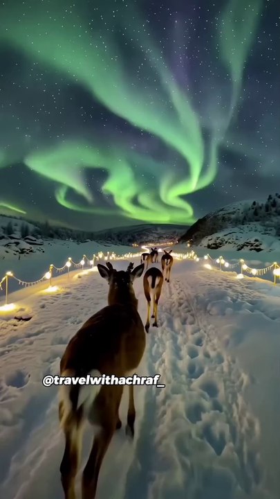 Islands infested by ANIMALS 🤯