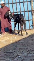 Amritsari Beetal Goat for Sale / Islamabad 03349597609 High Milk Yield Impressive Build  #beetalgoat