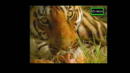 Especial de Vida Salvaje: El Tigre - Documental (1997) - Español Latino - Episodio 8