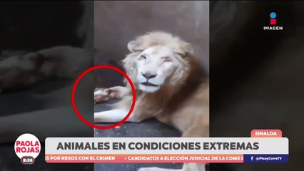 ¡Presunto maltrato anima en el Zoológico de Culiacán!