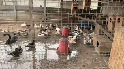 Sakarya’da 102 egzotik hayvan ele geçirildi