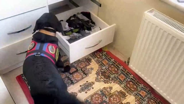 Sinop'ta bonzai maddesi ele geçirildi