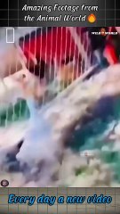 Just For Laughs Gags – Features prank videos and f