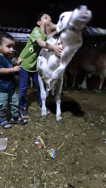 Ahil is having fun with the cow