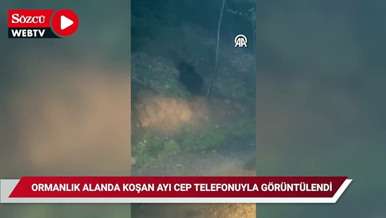 Karabük'te ormanlık alanda ilerleyen iki ayı cep telefonuyla görüntülendi