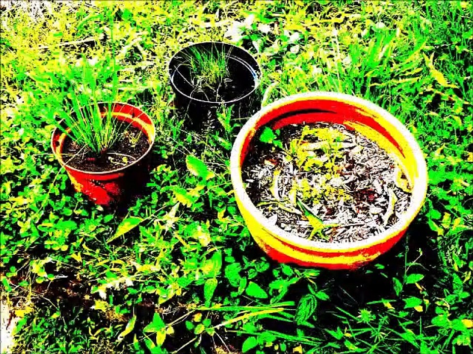 Pots et jardinières (montage artistique)