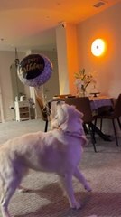 Dog Gets Startled By His Own Birthday Balloon Attached To His Collar