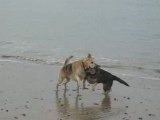 Donostia/San Sebastian (Espagne) : chiens à la plage