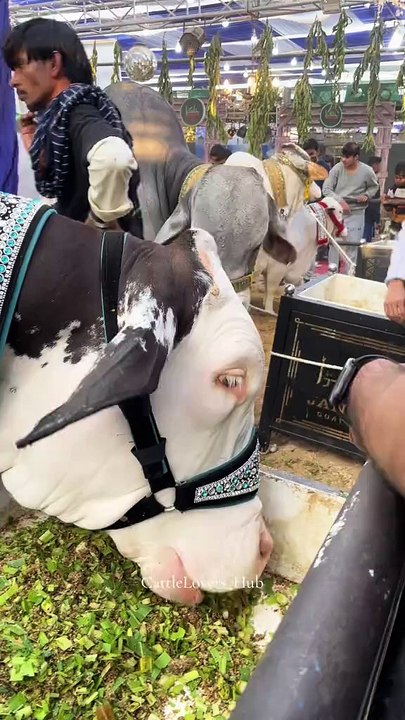 qurbani janwar 2