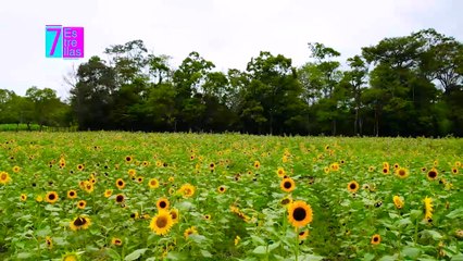 7est-Este es el campo de girasoles más grande de Centroamérica-010525