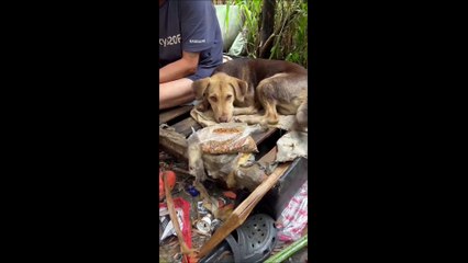 ¡Lo hicimos! Rocky ya fue adoptado