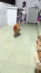 Two happy hens are kept as pets.