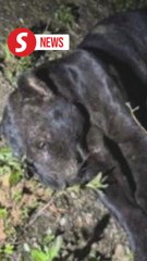 Panther killed by 4WD vehicle on East Coast Expressway