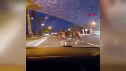 Çiftlikten kaçan yarış atları otoyolu birbirine kattı